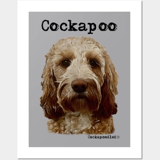 Golden Apricot Cockapoo / Spoodle and Doodle Dog Posters and Art